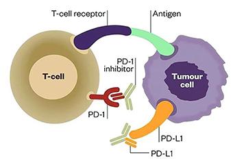 小普課堂-腫瘤突變負(fù)荷(Tumor Mutation Burden，TMB)