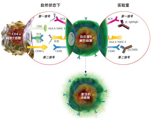 SHP2分子鑒定、重組表達(dá)及免疫學(xué)研究