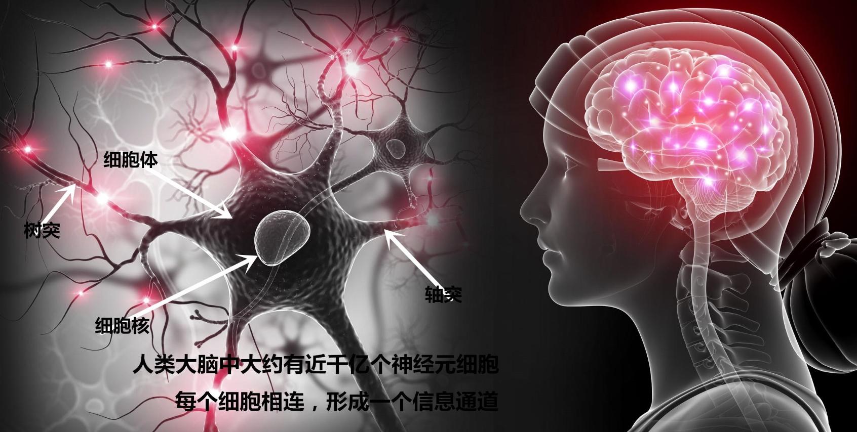 5-HT1A受體拮抗劑對七氟烷致老年認(rèn)知功能障礙模型大鼠突觸可塑性的作用及其機制