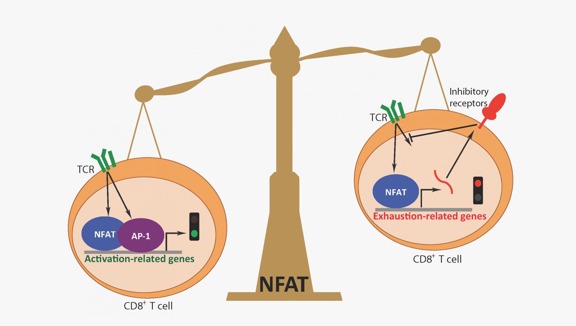 一文搞定|活化的T細胞核內(nèi)因子(NFAT)的結(jié)構(gòu)及其功能